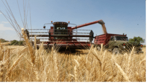 Сокращение посевных площадей пшеницы: не останется ли Казахстан без муки и хлеба