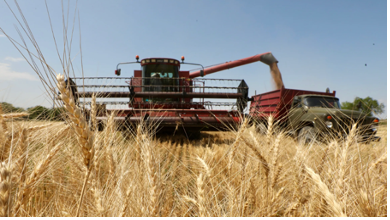 Сокращение посевных площадей пшеницы: не останется ли Казахстан без муки и хлеба